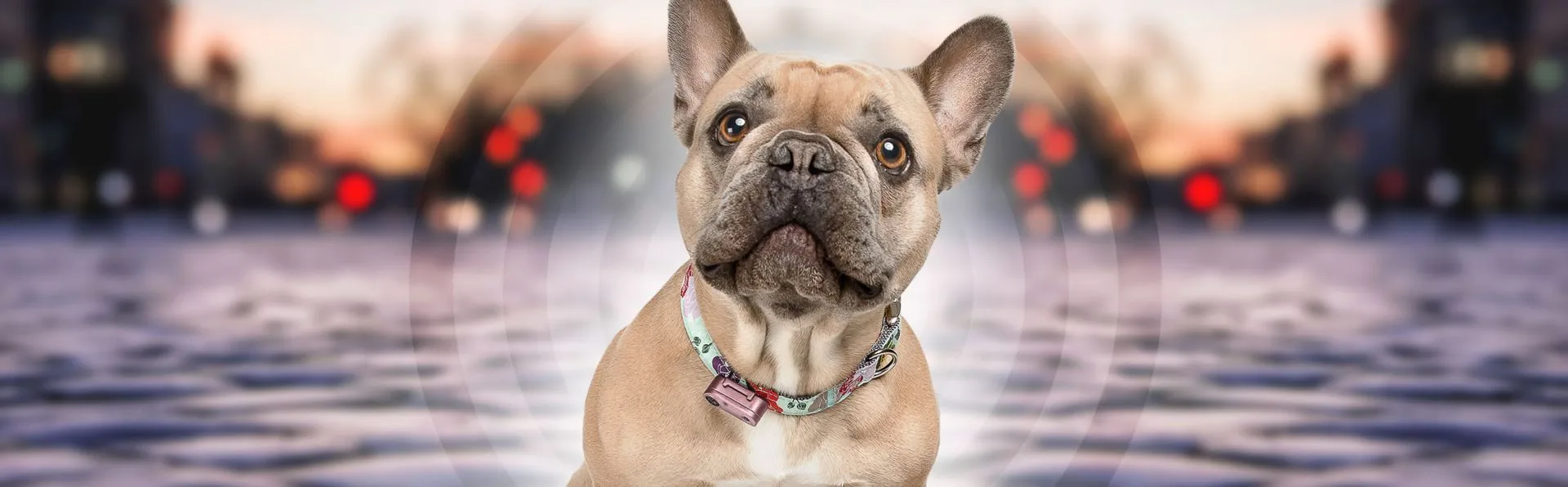 Tickless Mini Dog Pearl White
