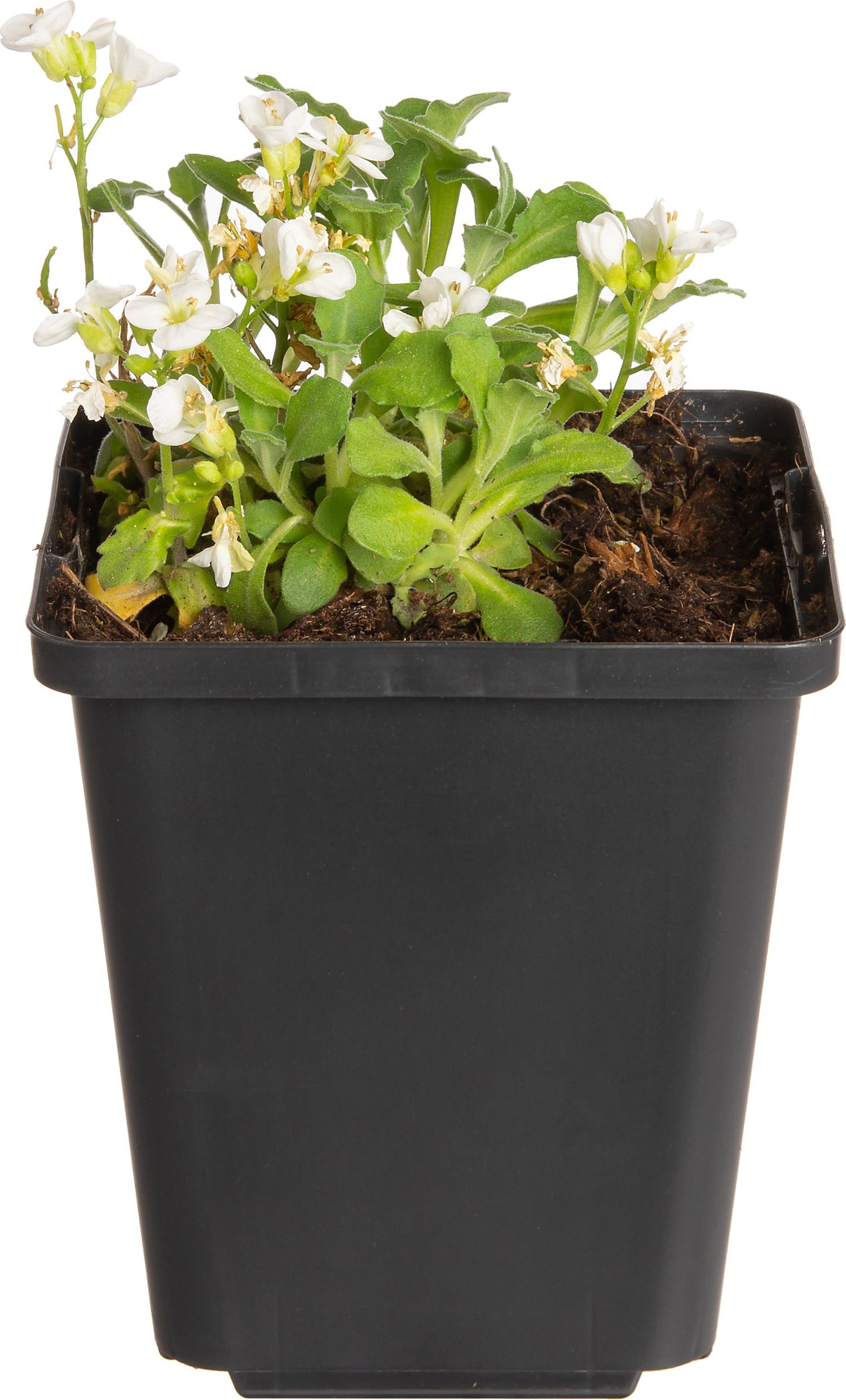 Rijstebrij (Arabis caucasica 'Snowcap') D 9 H 10 cm