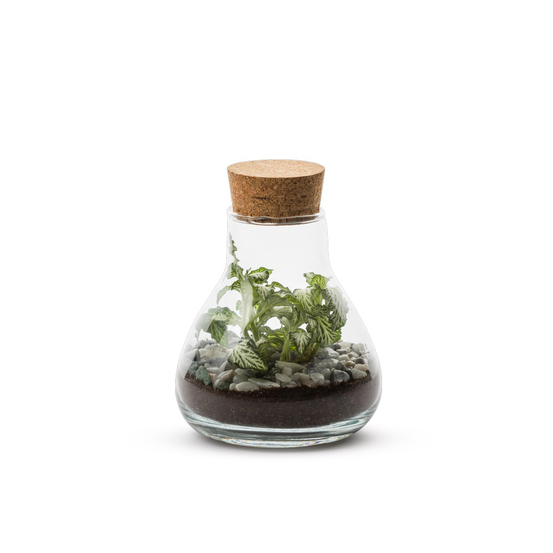 Terrarium fermé autonome Laborantin