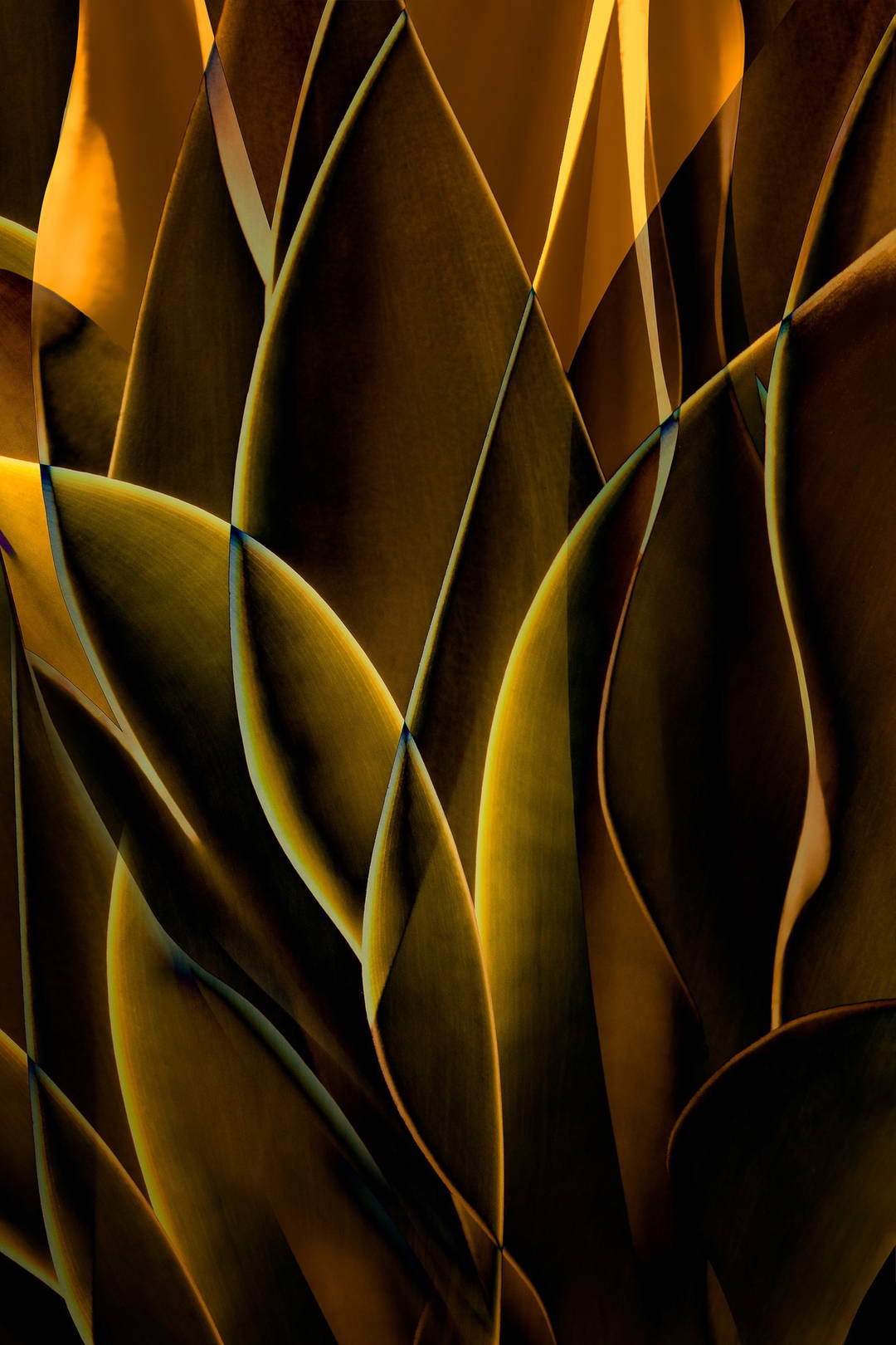 Cactus Abstraction 01 by Ed Freeman - Limited Edition. Edition of: 150. Signed.