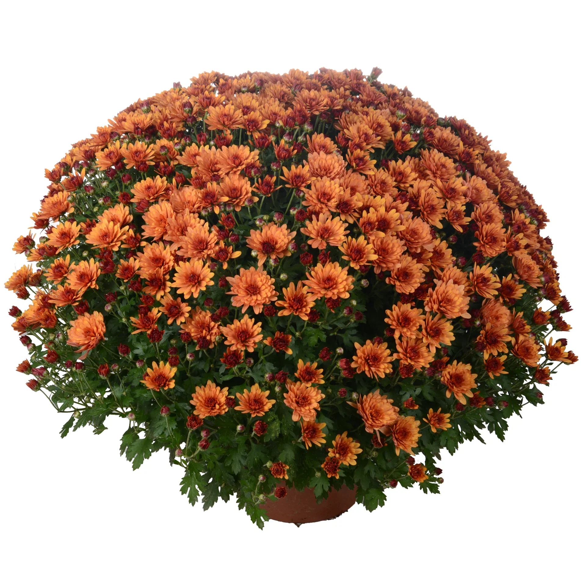 Chrysanthemum x morifolium Frilandskrysantemum Ø19 cm