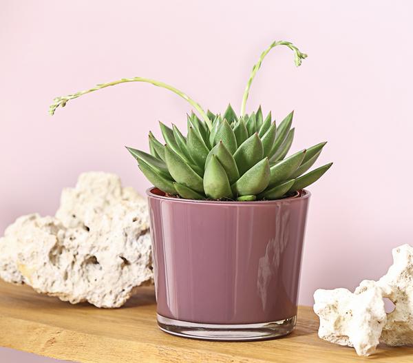 Echeverie - Echeveria agavoides