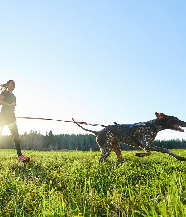 Non-stop dogwear Hundeleine Bungee leash,