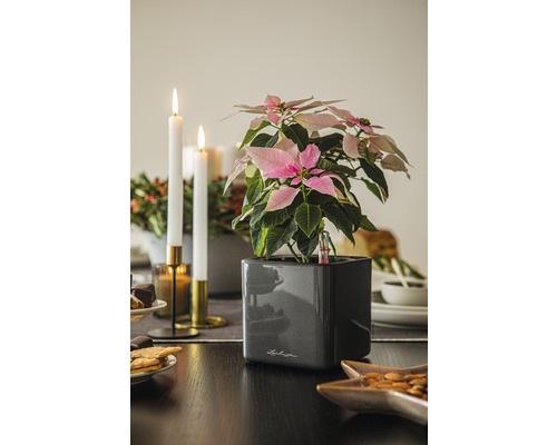 Lechuza Cube Glossy kunststof bloempot 14x14x14 cm antraciet incl. zelfbewateringssysteem en plantenbak