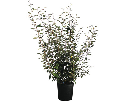 Wintergroene oliewilg FloraSelf Elaeagnus ebbingei H 100-120 cm Co 18 L