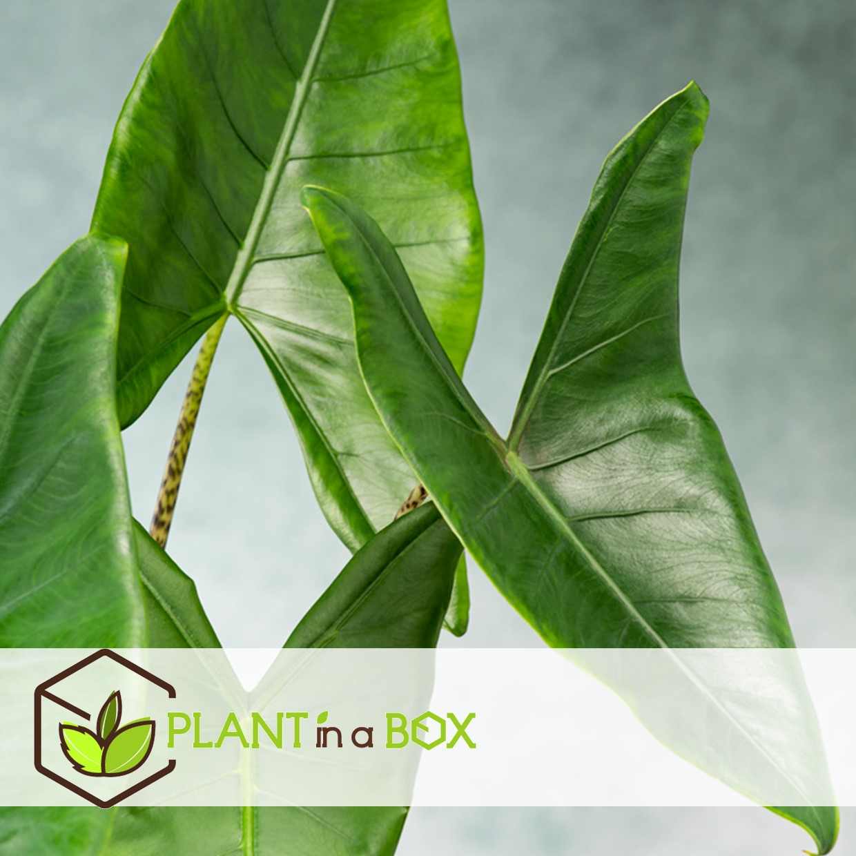 Alocasia zebrina - plante d'intérieur xxl - pot 32cm - hauteur 140-150cm