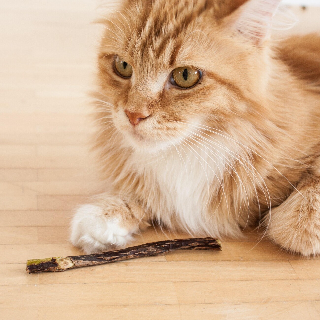 LucyBalu MATATABI STICKS natürliche Katzen Zahnpflege