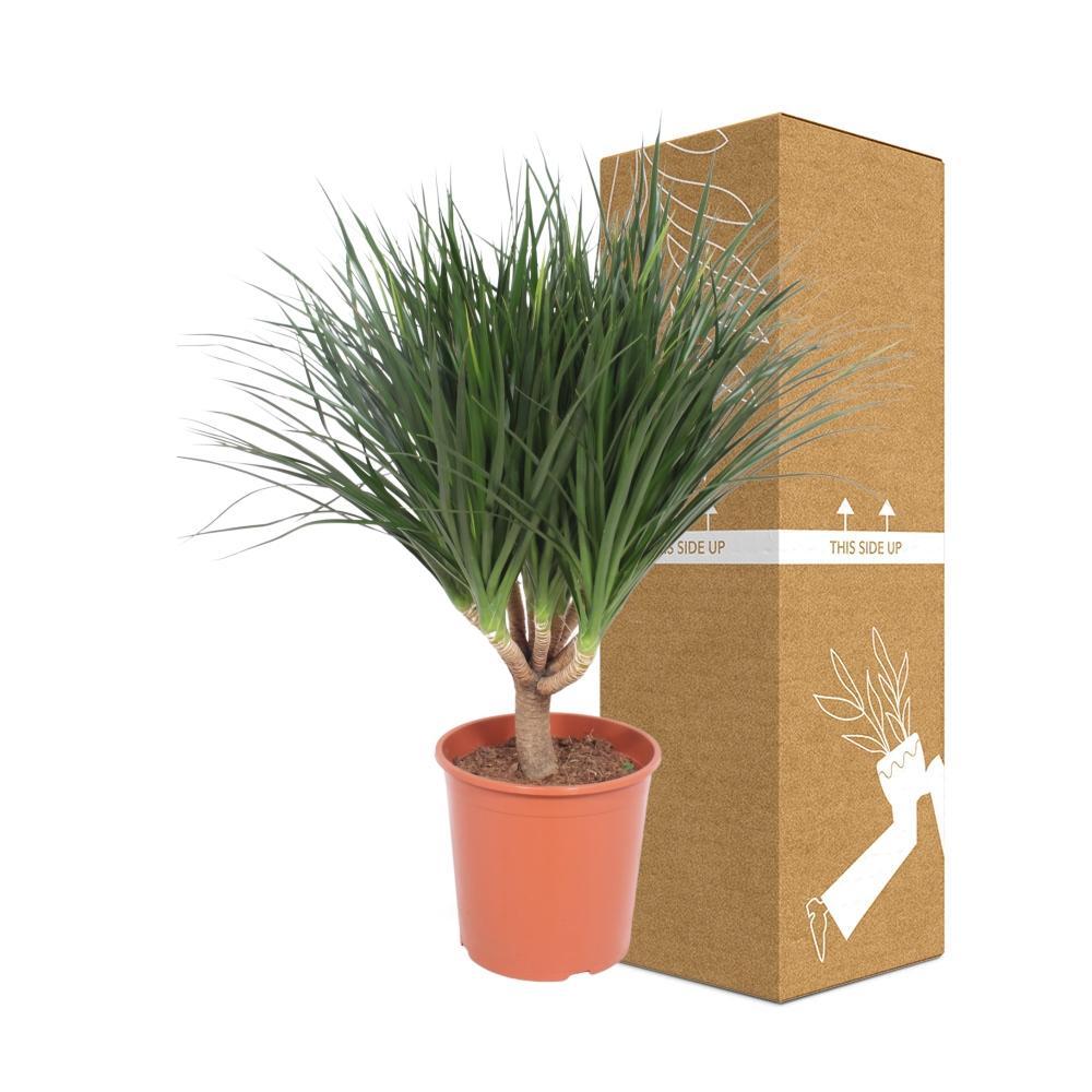 Plante d'intérieur - dracaena 'draco' 110.0cm
