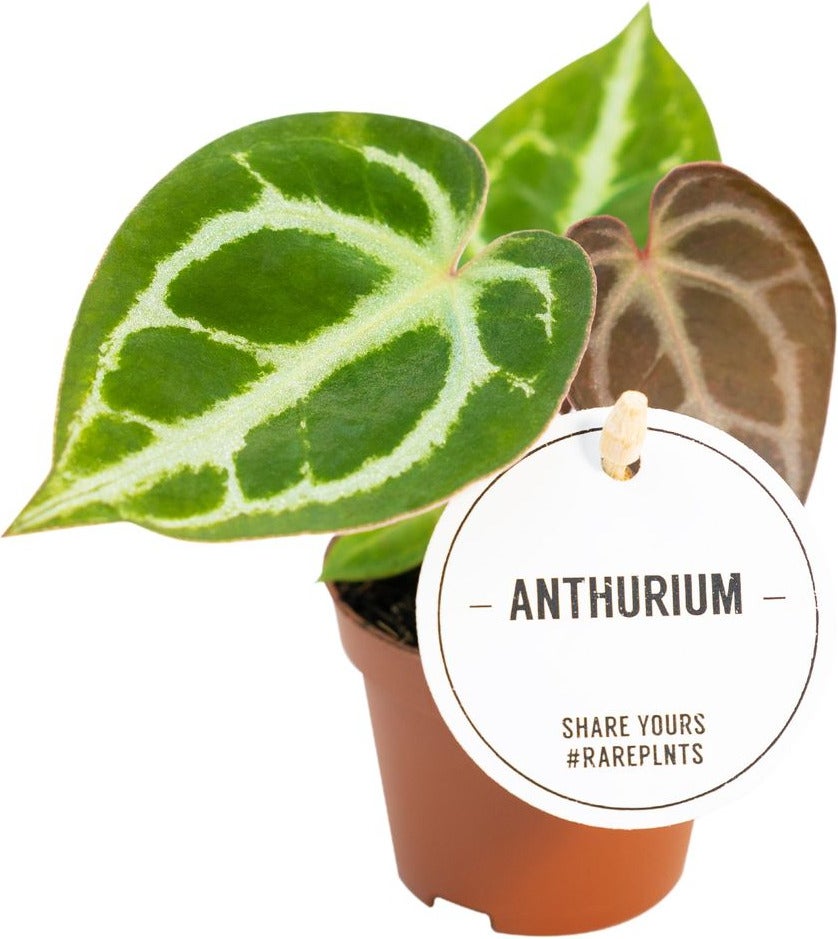 Aderplant (Anthurium crystallinum) D 6 H 15 cm