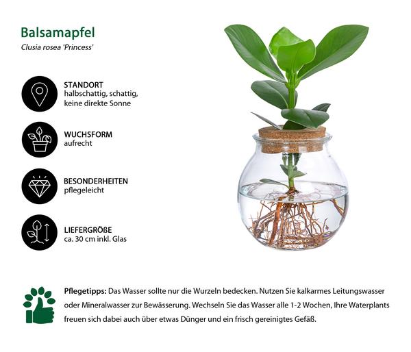 Waterplant Balsamapfel im Kugelglas - Clusia