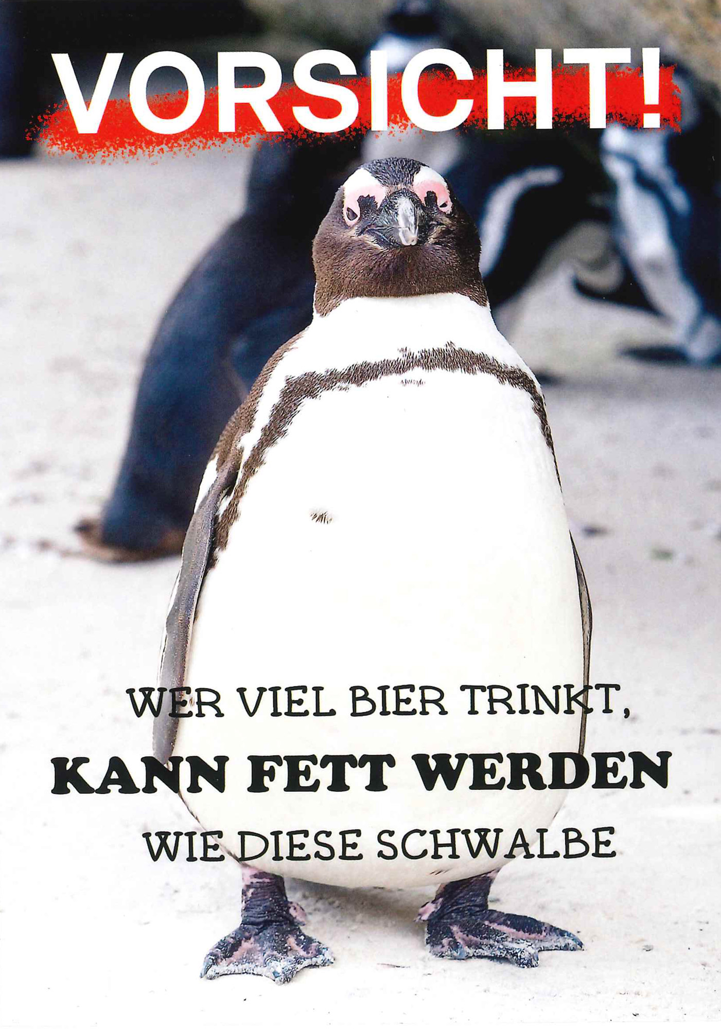 Postkarte 'Schwalbe' günstig bestellen
