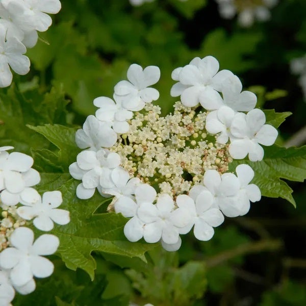 Gelderse roos (Viburnum opulus) H 60-100 cm vanaf 10 stuks