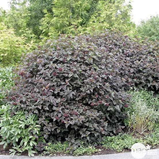 Physocarpus variété: C5L