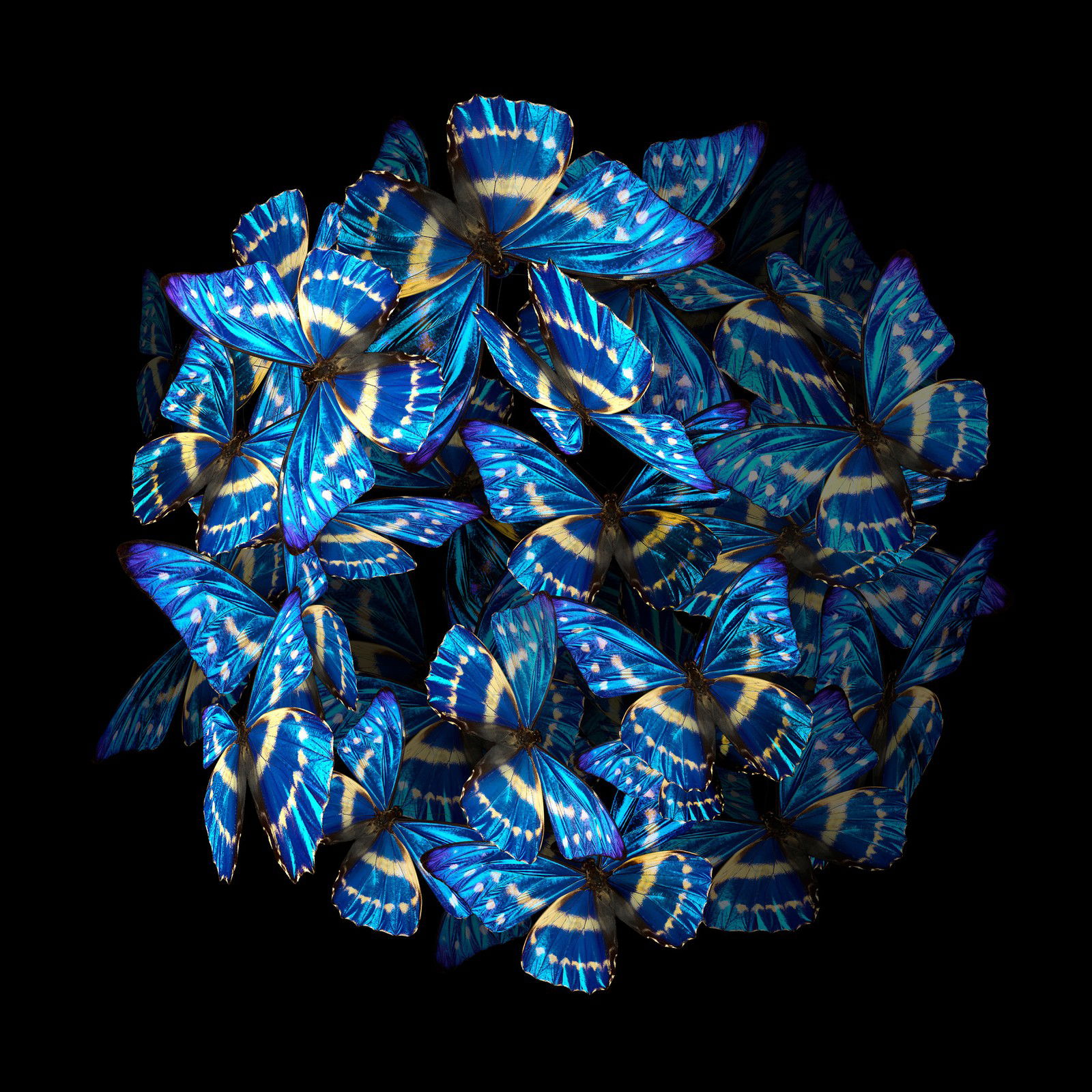 Blue Rhapsody by Heiko Hellwig - Limited Edition. Edition of: 150. Signed.