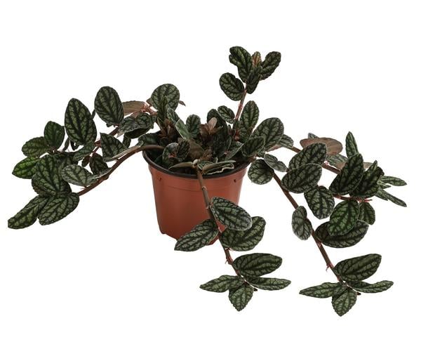 Zimmernessel - Pellionia repens