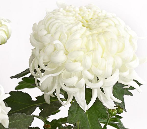 Deko-Chrysantheme, Schale, verschiedene Farben