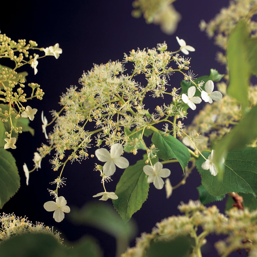 Klimhortensia (Hydrangea anomala 'Petiolaris') D 23 H 117 cm