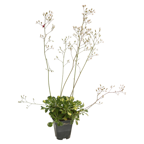 Saxifrage Aureopunctata : godet vert