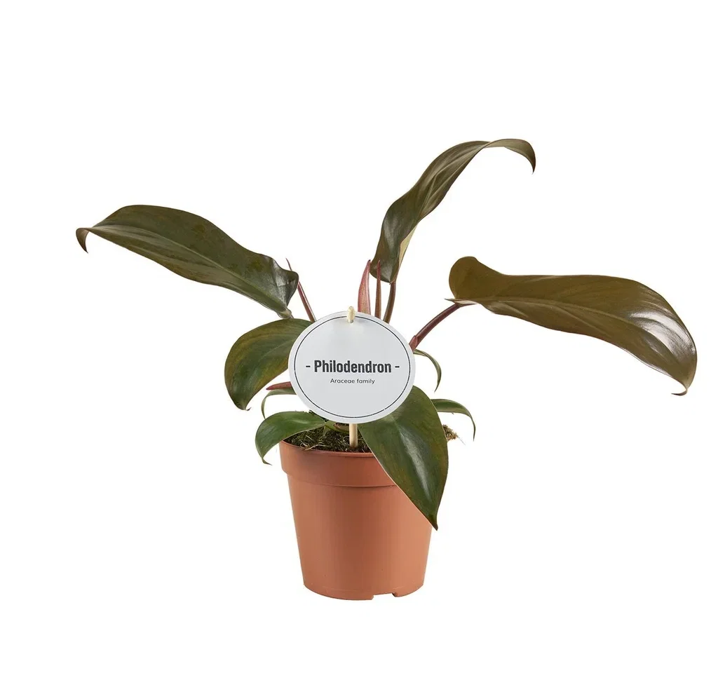 Philodendron 'Florida Bronze' Philodendron 'Florida Bronze' Høyde 30 cm