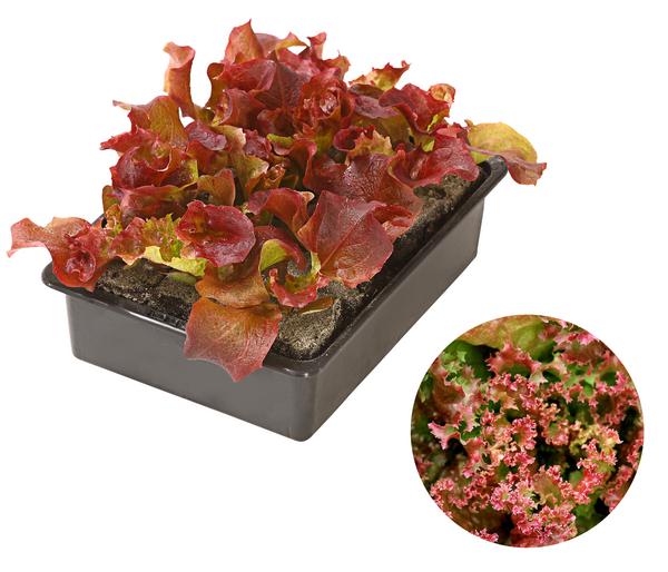 Pflücksalat 'Lollo Rosso', lausresistent,