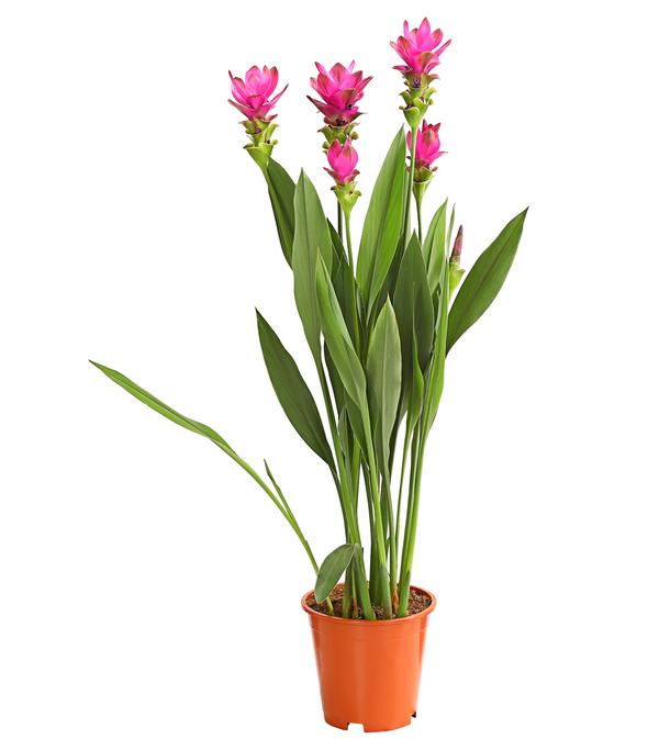 Indische Safranwurz - Curcuma alismatifolia