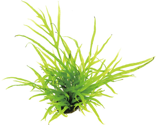 Javavaren drietand - Microsorum pteropus drietand T/10
