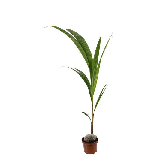 Cocotier nucifera : Pot H.150cm
