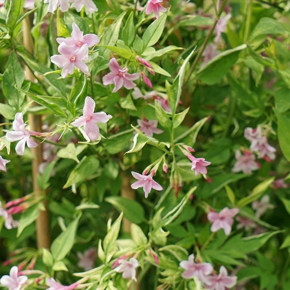 Jasmin de saint-étienne - jasminum stephanense 3l