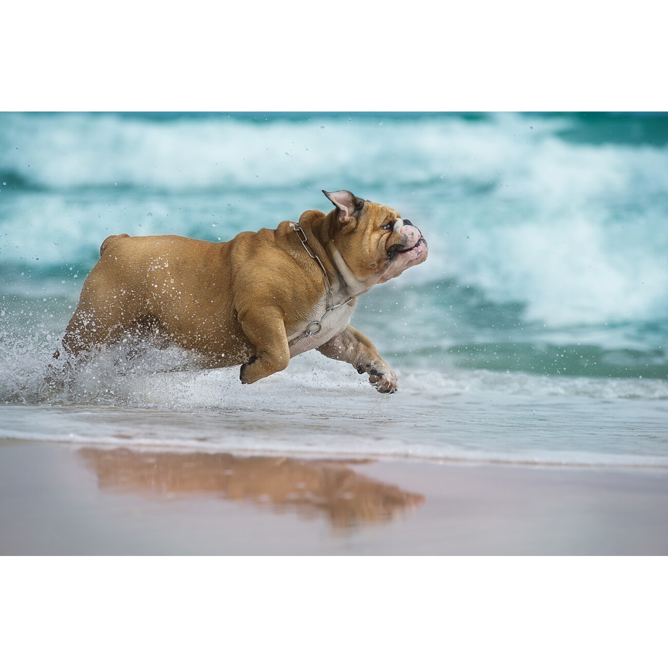 Mooiza Pet Biotic Pro