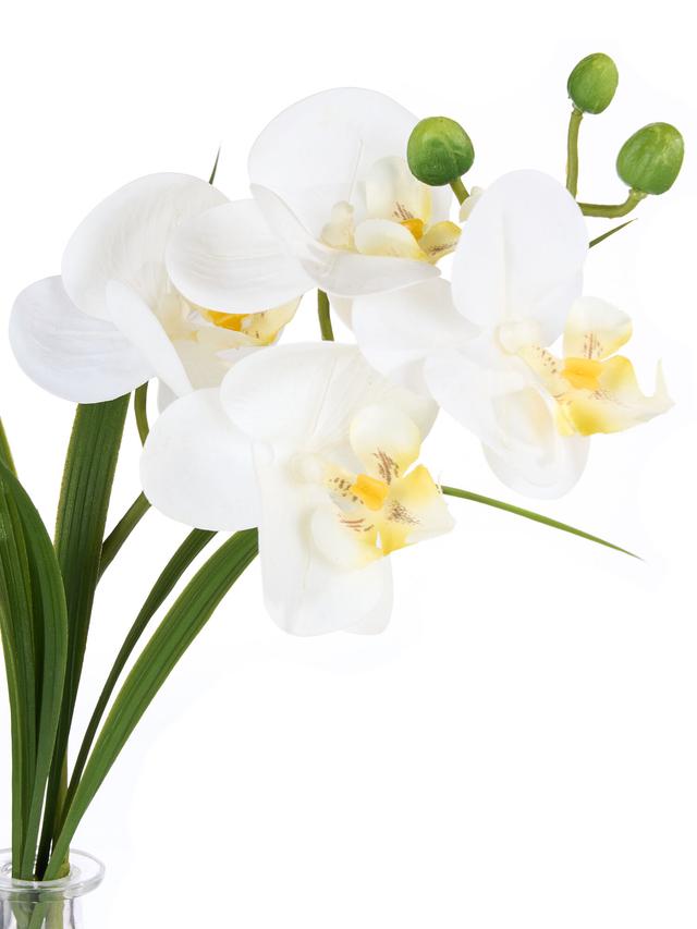 Orchidee Phalaenopsis inkl. Glasvase, 28 cm