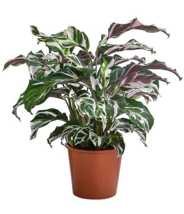 Korbmarante - Calathea 'Stella'