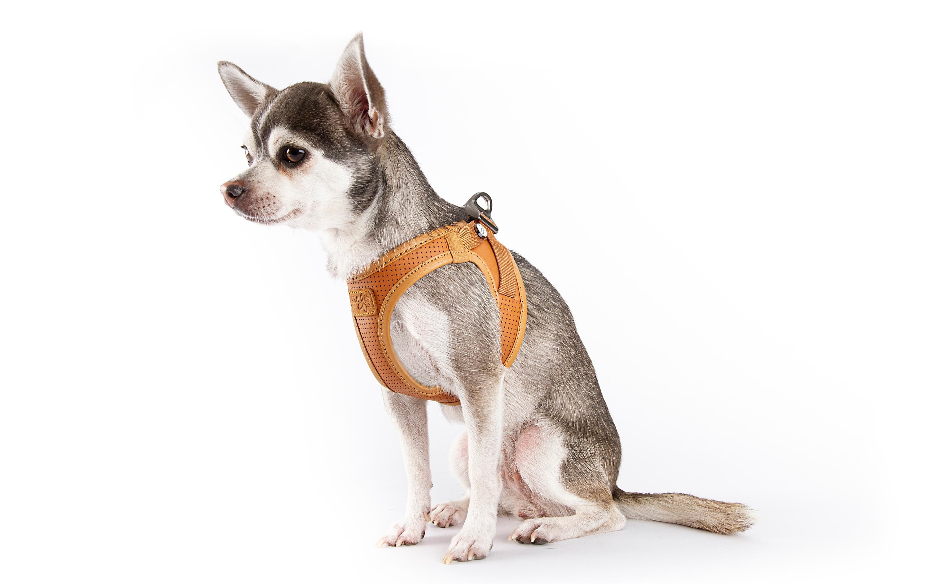 Geschirr Apfelleder, 2XS, BraunHundegeschirr