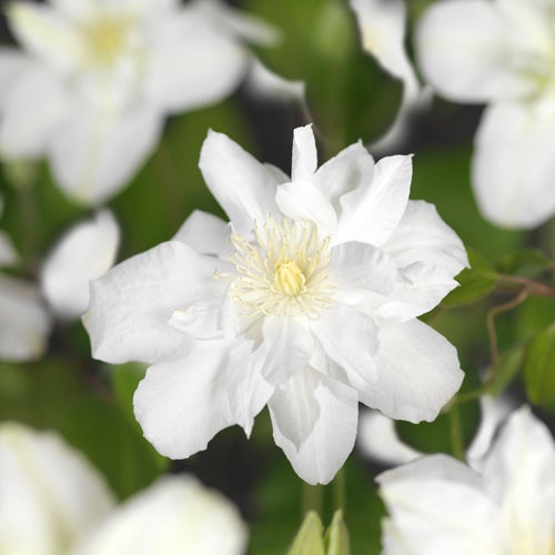 Bosrank (Clematis 'Sylvia Denny') D 16 H 75 cm