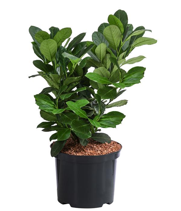 Kirschlorbeer 'Etna'