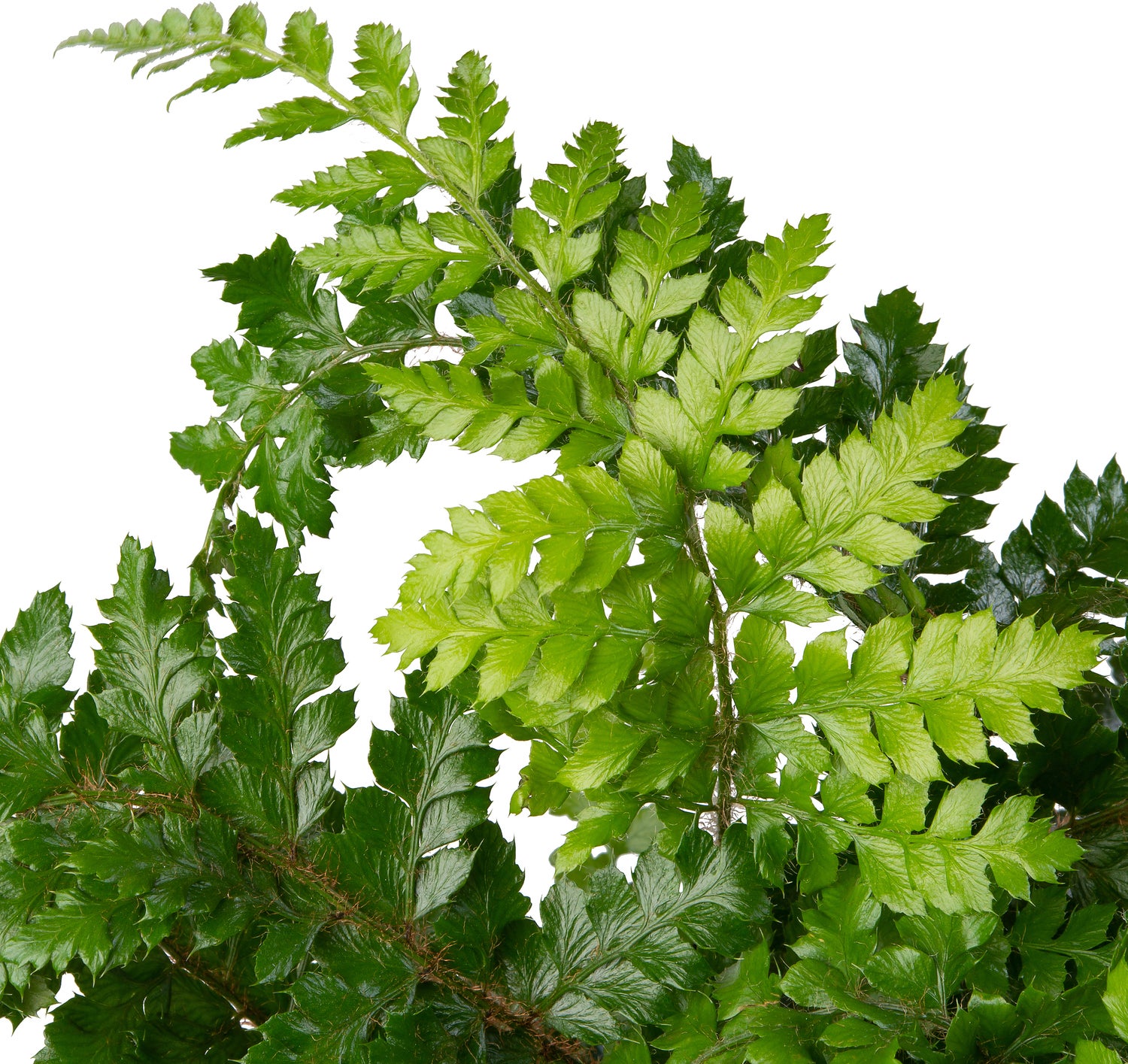 Glansschildvaren (Polystichum polyblepharum) D 17 H 40 cm
