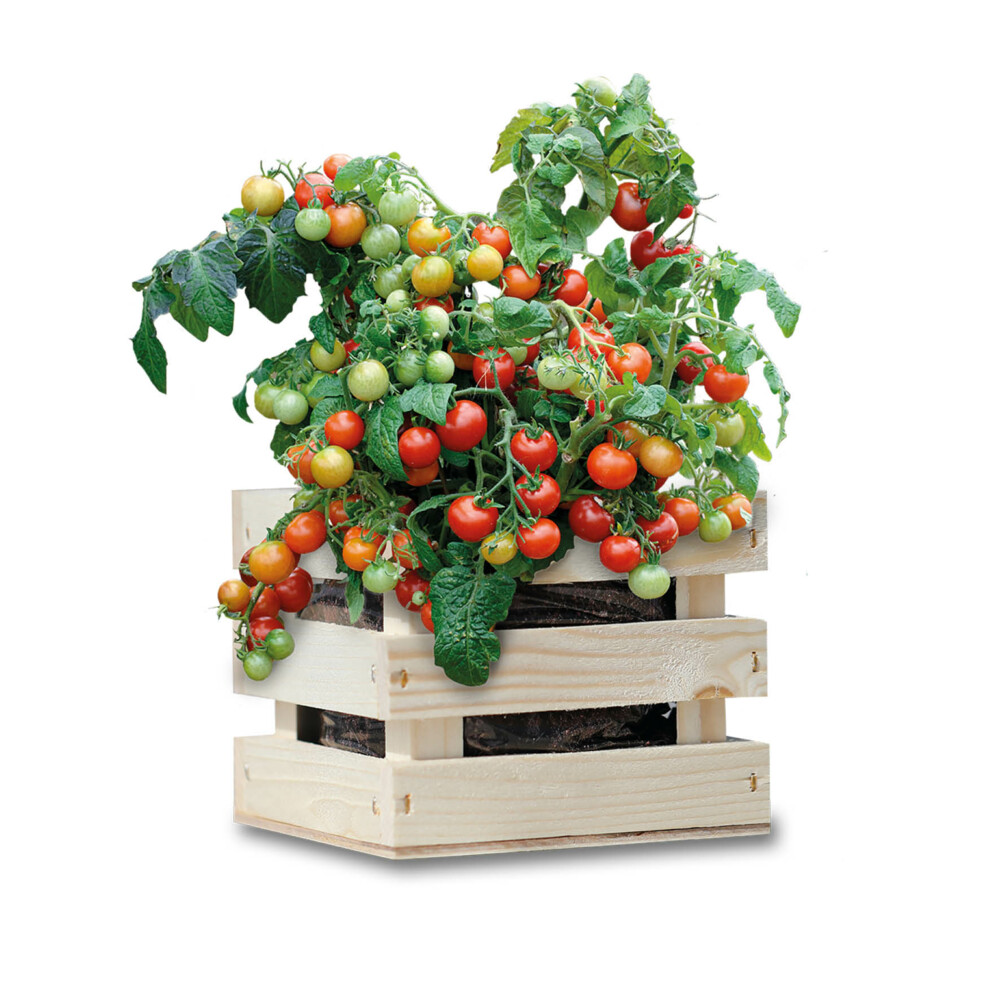 Baza Gardenbox Set Tomaten1 set
