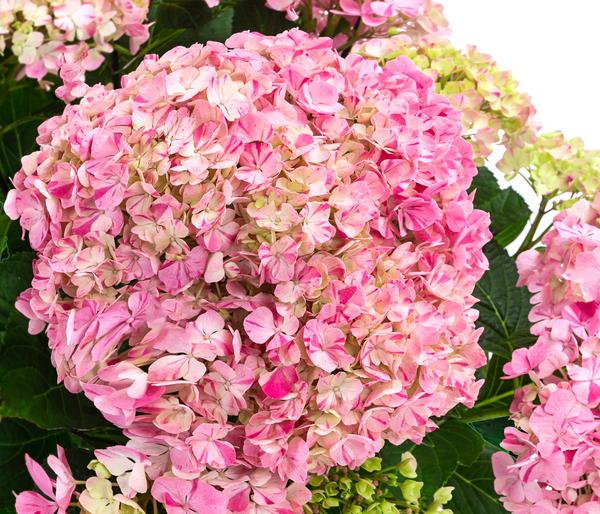 Hortensie - Hydrangea macrophylla 'Campino