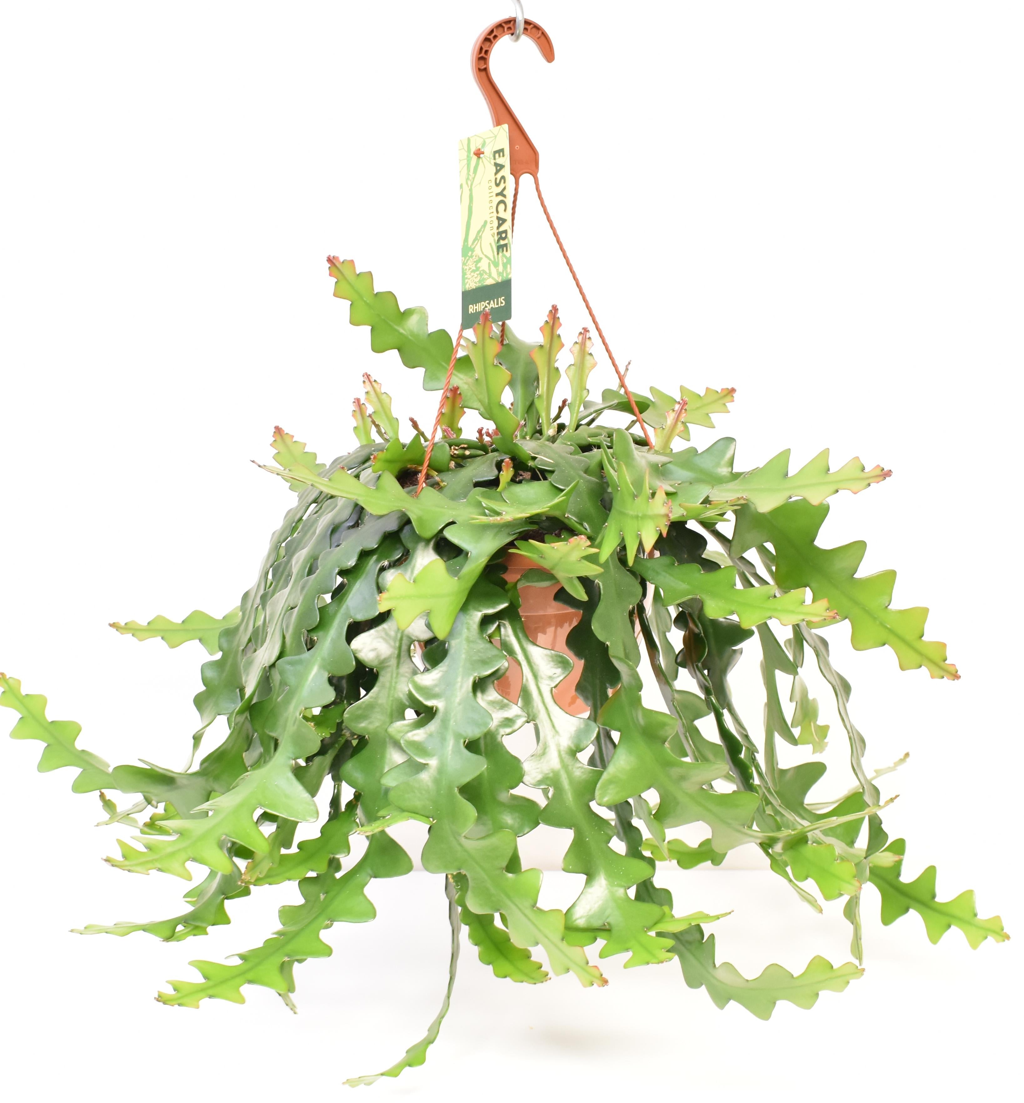 Plante d'intérieur - selenicereus anthonyanus 60.0cm