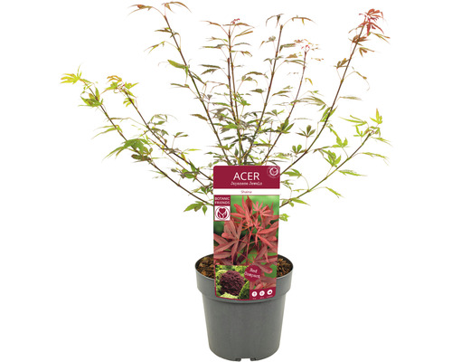 Japanse esdoorn Acer palmatum 'Shaina' H 50-60 cm Co 3 L