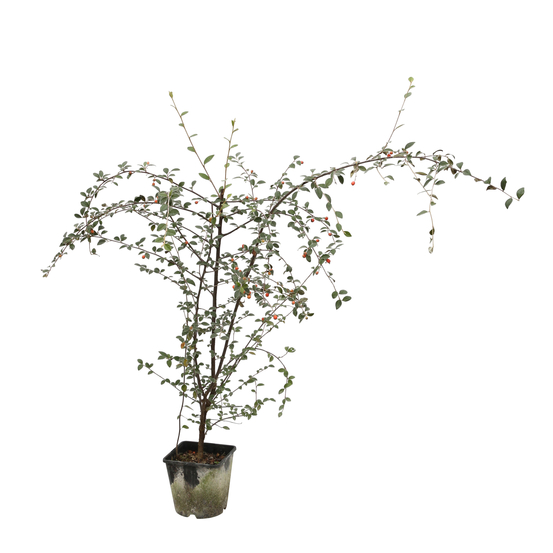 Cotoneaster franchetti : pot 2L