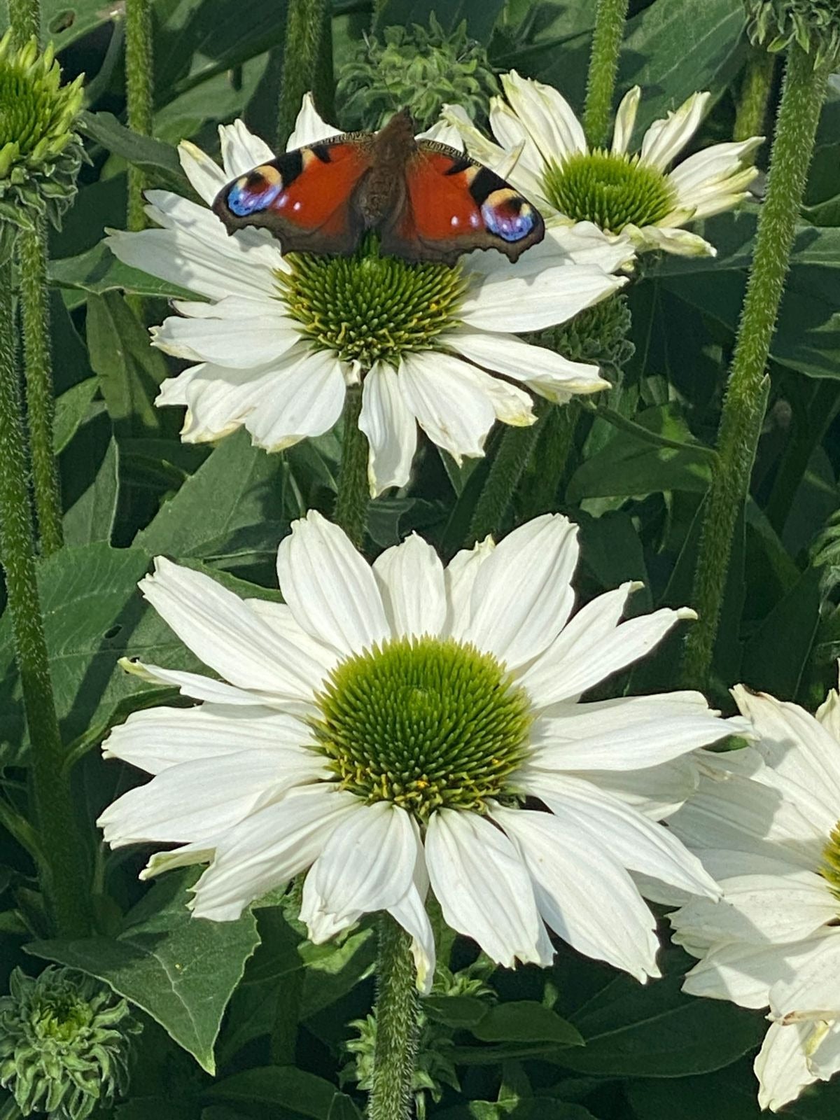 Zonnehoed (Echinacea purpurea 'SunSeekers White') D 17 H 40 cm
