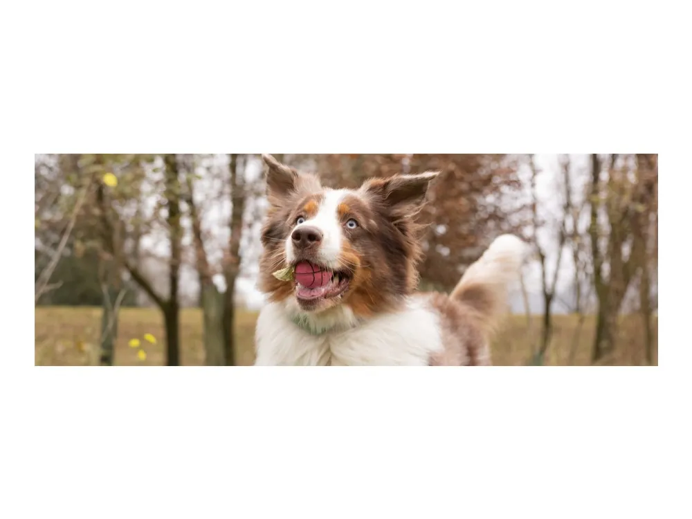 Tractive GPS DOG XL - Green - Abonnement i app