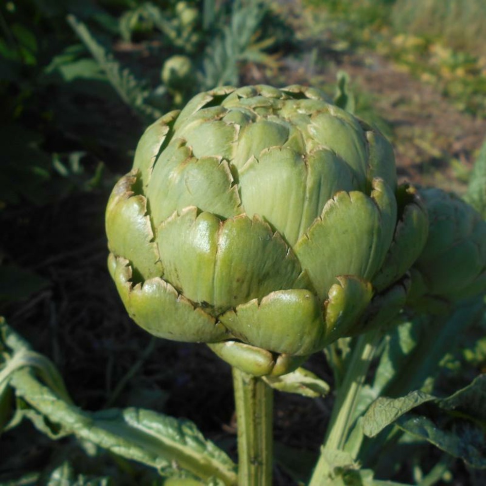 Plant artichaut gros vert globe bio