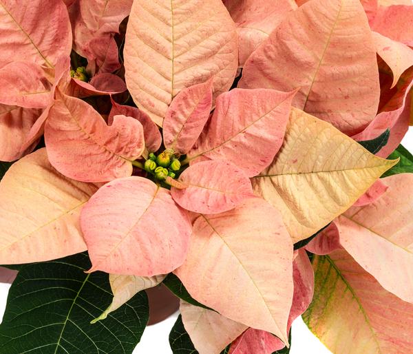 Weihnachtsstern - Euphorbia pulcherrima