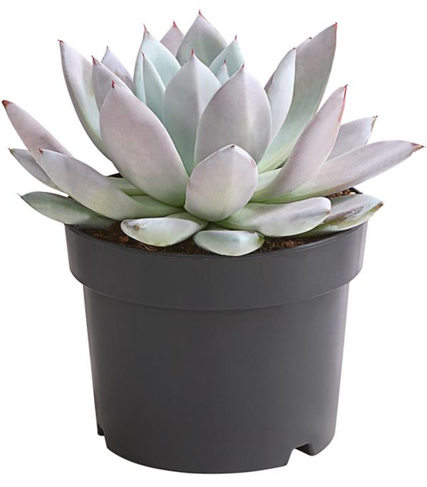 Echeverie - Echeveria-Hybride 'Mexican Giant'
