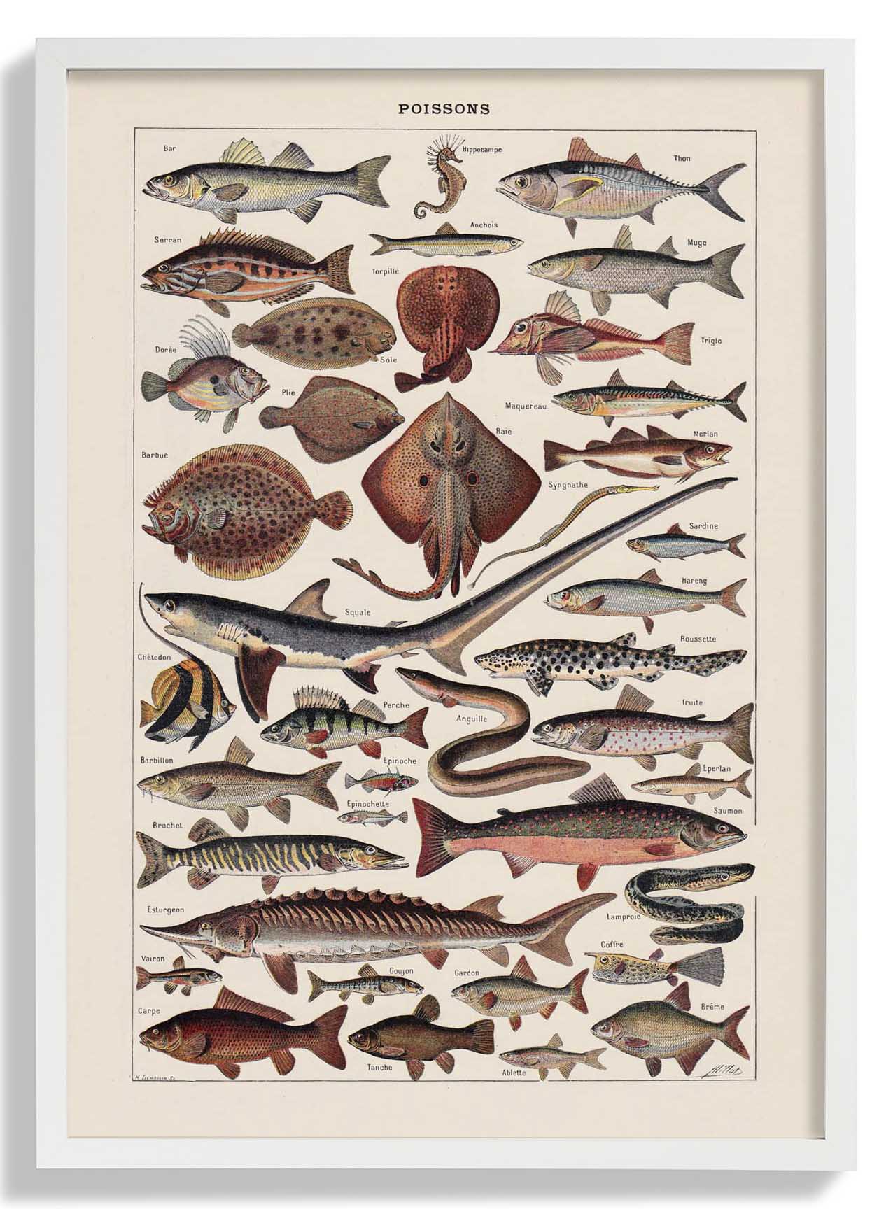 Poissons Fisch