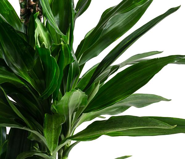 Drachenbaum - Dracaena fragrans 'Janet Lind'