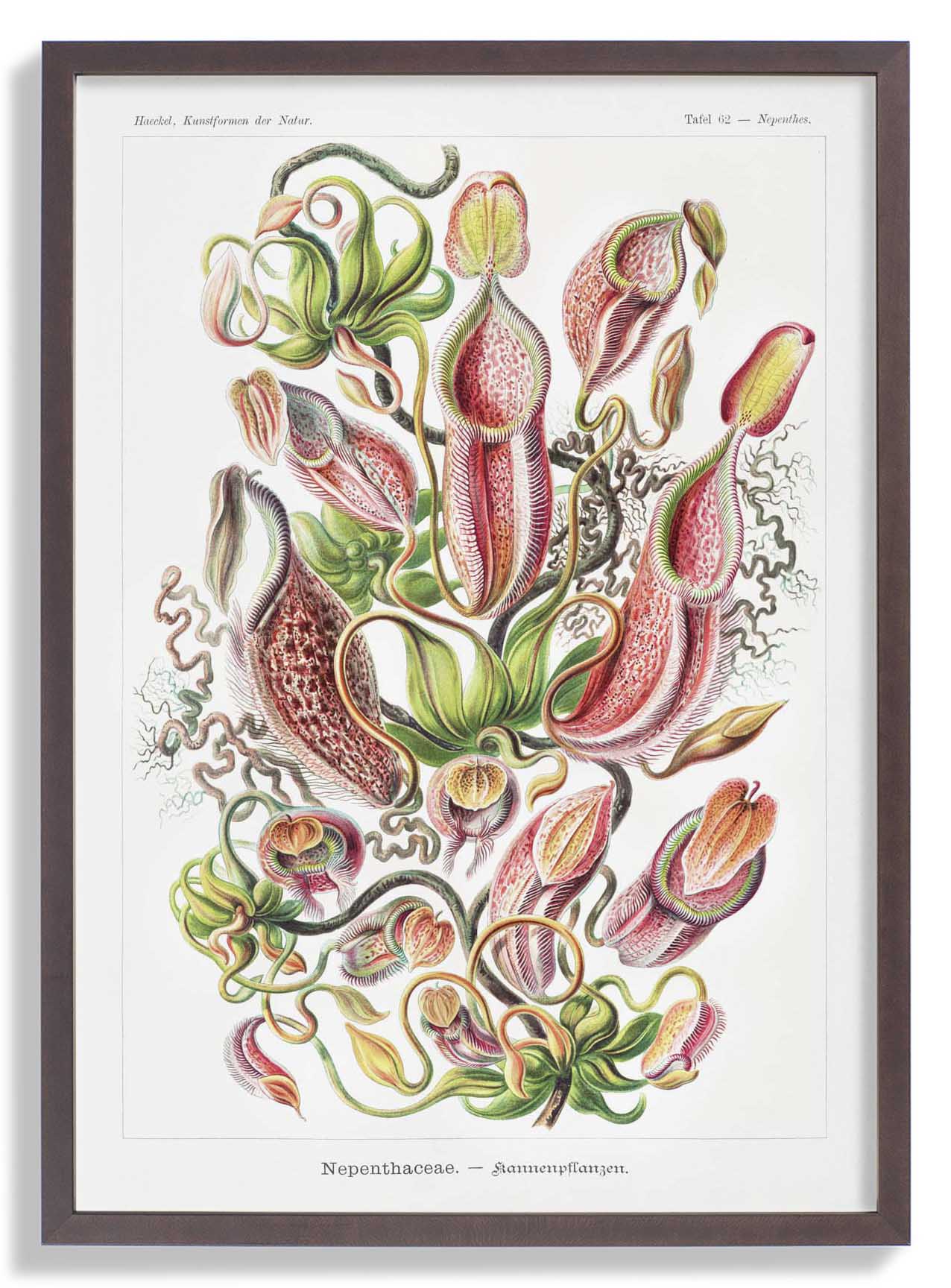 Nepenthaceae von Ernst Haeckel