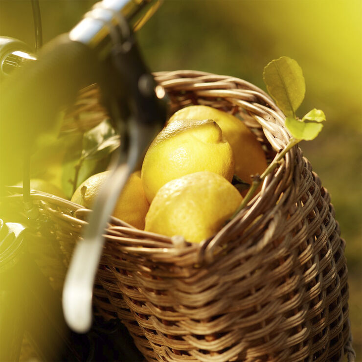 Maison Margiela REPLICA Under Lemon Trees Eau de Toilette