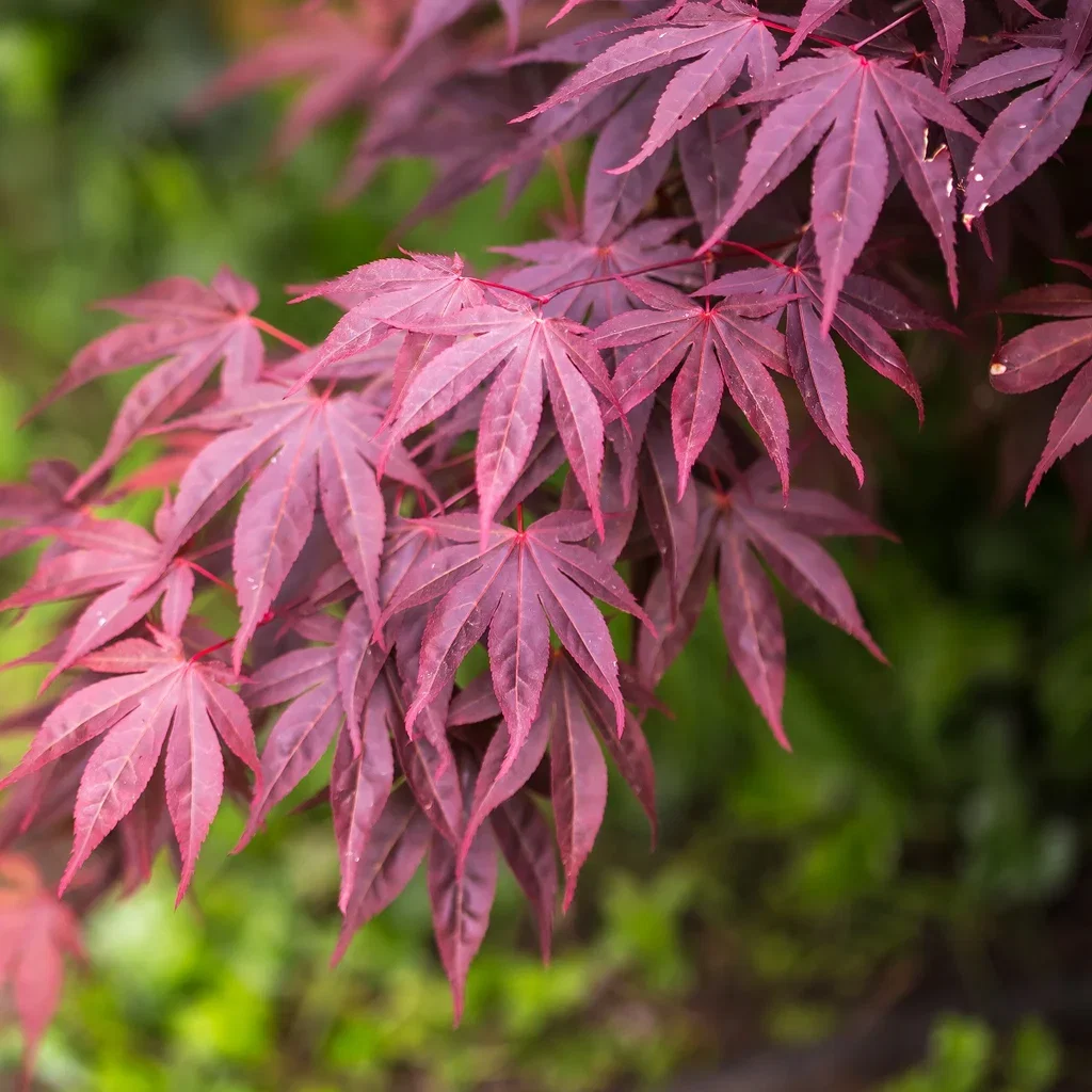 Acer palmatum 'Bloodgood' Japansk lønn 'Bloodgood' Høyde 175-200 cm